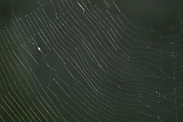A spiderweb close-up background