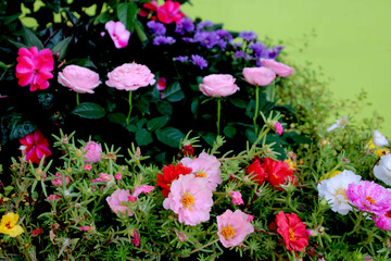 PORTULAK IM BLUMENBEET