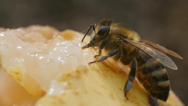 A honeybee sits on the surface of a ripe pear and drinks nectar from the pulp of the fruit. Close up