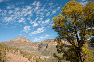 Forest of Canary Island pine Pinus canariensis, village of La Plata and cliffs of Tirajana. Gran Canaria. Canary Islands. Spain.