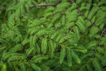 green fern background