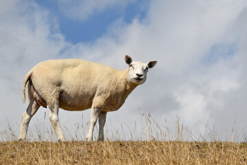 Texel, Netherlands. August 2022. A sheep on the dike on the island of Texel.