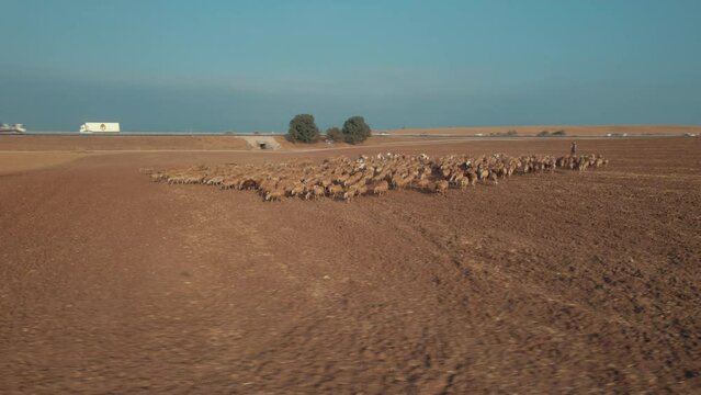 Shepherd in an orange sunrise with his sheep, in a dry desert area without grass and some trees #1 Aerial parallax to the right