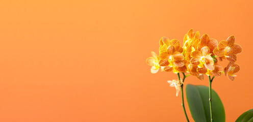 Beautiful orange orchid on orange background. Orange flowers as background.