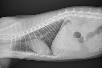 X-ray of the chest and abdomen of a cat with pneumonia. Black and white photograph of a cat's...