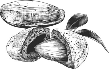 PNG engraved style illustration for posters, decoration, packaging and print. Hand drawn sketch of almond nuts. Detailed etching food drawing.	
