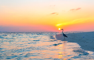 Fototapeta premium gray heron on the shores of the Indian ocean at dawn in the Maldives