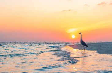 Naklejka premium gray heron on the shores of the Indian ocean at dawn in the Maldives