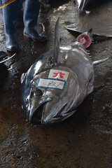 Bluefin Tuna fish at fishmarket Japan 