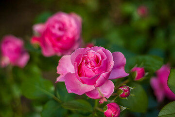Beautiful and bright roses grow in a flower bed in the park. Take a walk in the park on a summer day and look at the beautiful flowers. Selective focus, floral wallpaper.