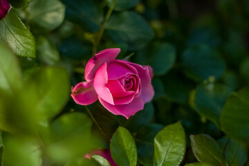 Beautiful and bright roses grow in a flower bed in the park. Take a walk in the park on a summer day and look at the beautiful flowers. Selective focus, floral wallpaper.