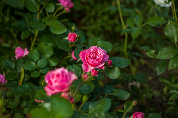 Beautiful and bright roses grow in a flower bed in the park. Take a walk in the park on a summer day and look at the beautiful flowers. Selective focus, floral wallpaper.