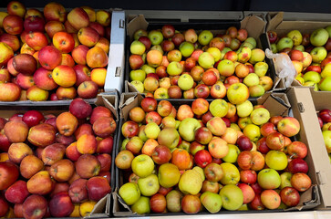 Apples fresh harvest packed in boxes, close-up. Apples in boxes.