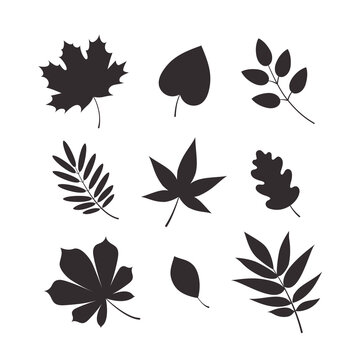 Vector set of autumn leaf silhouettes. Flat illustration.