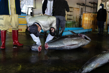 Inspecting tuna fish at market in Japan