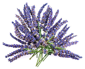 Lavender flowers close up isolated on white background.