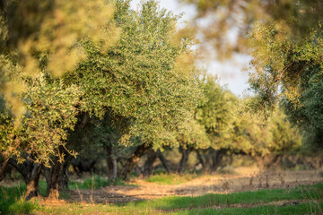Olive trees garden. Mediterranean landscape.