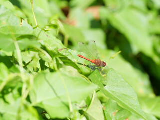 Auf einem grünen Blatt sitzendes Männchen der Blutroten Heidelibelle, Sympetrum sanguineum von der Seite