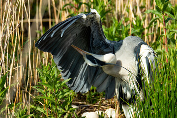 A Grey Heron (Ardea cinerea) sitting among the reeds cleaning feathers. Sharp photo with detail.