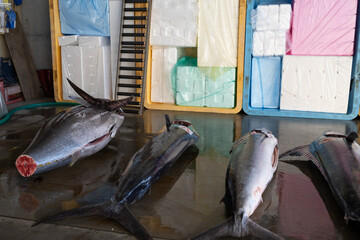 Tuna and blue marlin fish for shipment from market