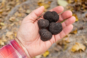 Black winter truffle mushroom in man's hand. Nature background.