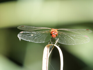 Auf einem Schilfblatt sitzendes Männchen der Blutroten Heidelibelle, Sympetrum sanguineum von vorne