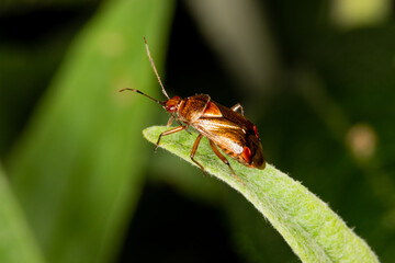 Macro photo of a stinkbug sitting on a green leaf.