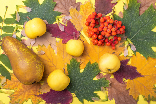 Multicolored red, orange, green dry fallen autumn leaves, pear and yellow apples and orange rowan berries on a yellow background. A colorful image of fallen autumn leaves ideal for seasonal use