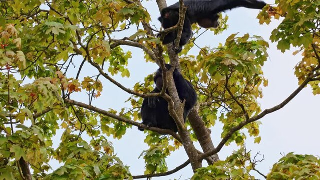 The black-headed spider monkey, Ateles fusciceps is a species of spider monkey, a type of New World monkey, from Central and South America.
