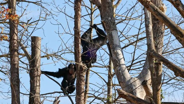 The black-headed spider monkey, Ateles fusciceps is a species of spider monkey, a type of New World monkey, from Central and South America.