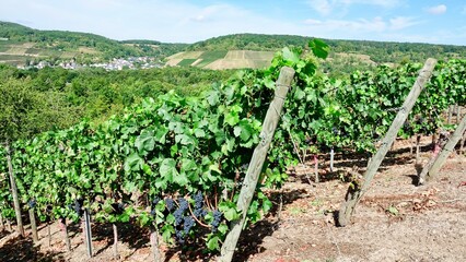 Fototapeta na wymiar Weinberg und Weinanbau, Weintrauben vor der Lese