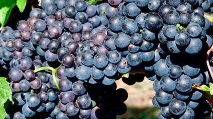Weinberg und Weinanbau, Weintrauben vor der Lese