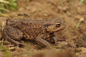 Closeup on a female European common toad, Bufo bufo sitting on the ground in the garden