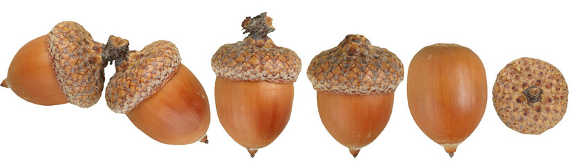 Acorns seamless pattern. Decorative background from acorns. - obrazy, fototapety, plakaty