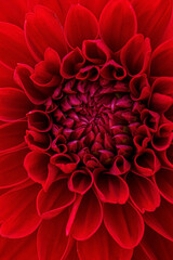 nice dahlia in the garden