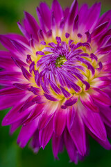 nice dahlia in the garden