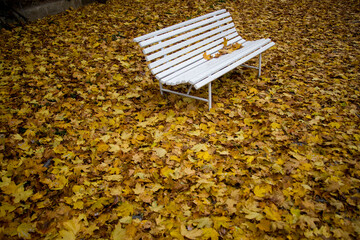 Empty bench in a park with yellow leaves in the fall