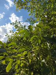 green leaves and sky