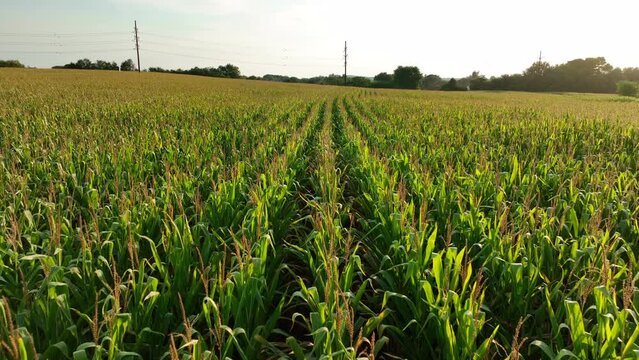 Aerial of endless corn field in USA. Slow reverse dolly aerial above tassels of cornstalks.