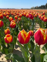 Fototapeta premium Tulipes, Vaucluse, France