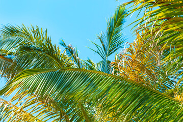 palm branches on the background of a bright blue sky, the concept of travel to tropical countries