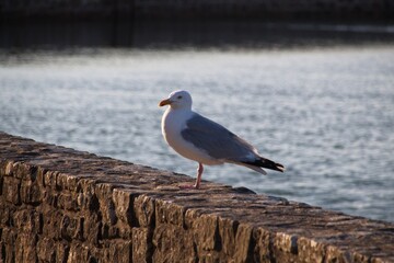 seagull on the beach