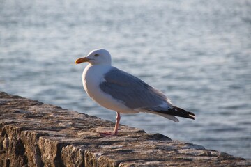 seagull on the beach
