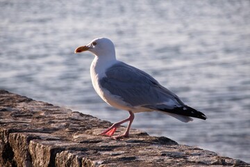 seagull on the beach