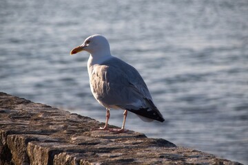 seagull on the beach