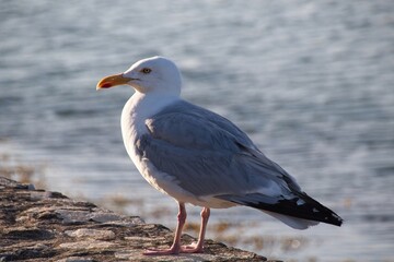 seagull on the beach