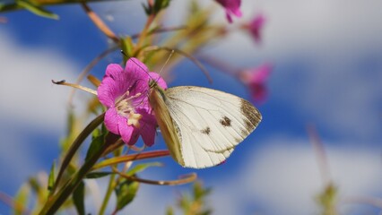  A white butterfly on a pink flower eats nectar.