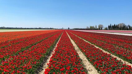 Tulipes, Vaucluse, France
