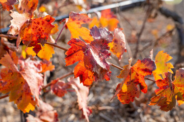 Vineyard in autumn