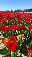 Tulipes, Vaucluse, France